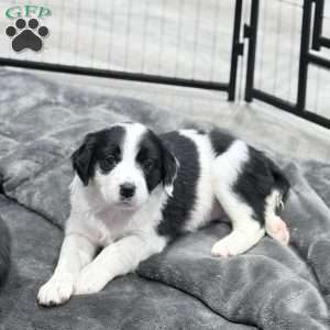 Callie, Border Collie Mix Puppy